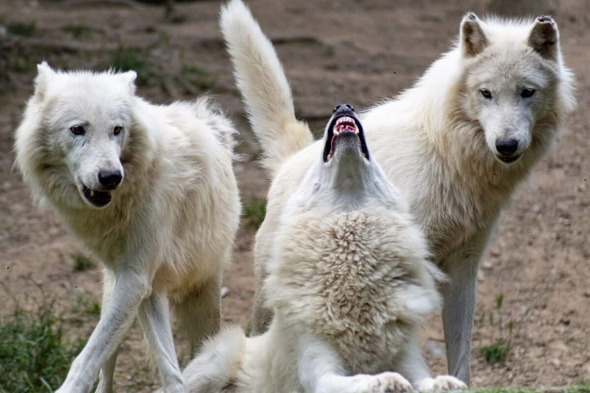 loup, loups, nature, sauvage, animaux, fourrure, mammifères, bête, loup, loup, loup, loups, loups, loups