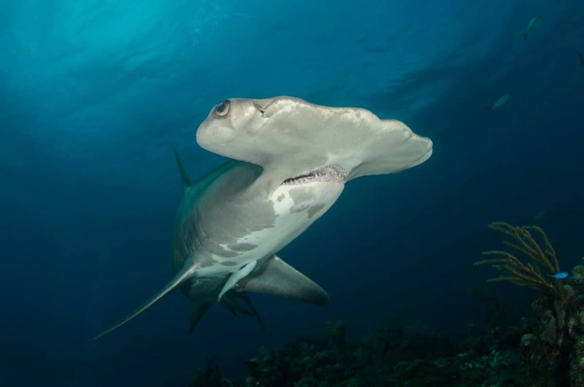 Gros plan d'un grand requin marteau nageant dans les eaux claires des Bahamas, mettant en valeur la vie marine.