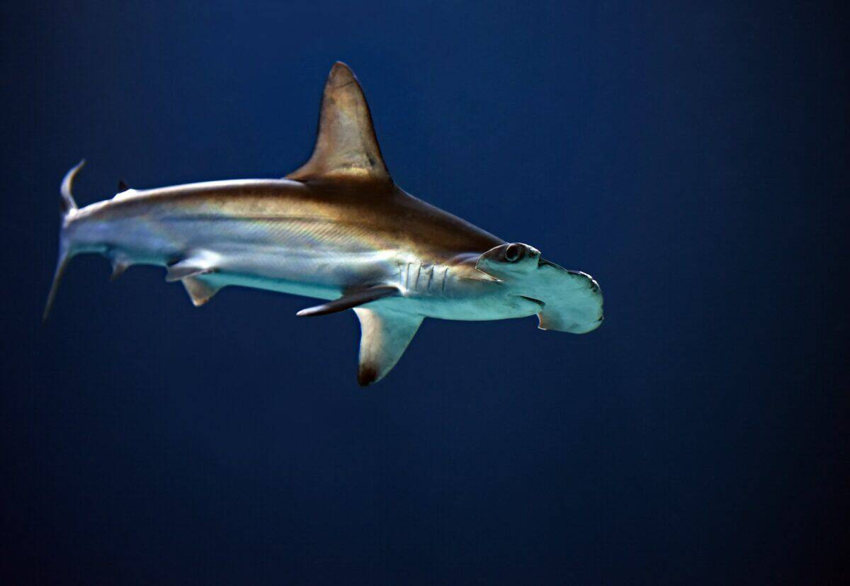requin marteau