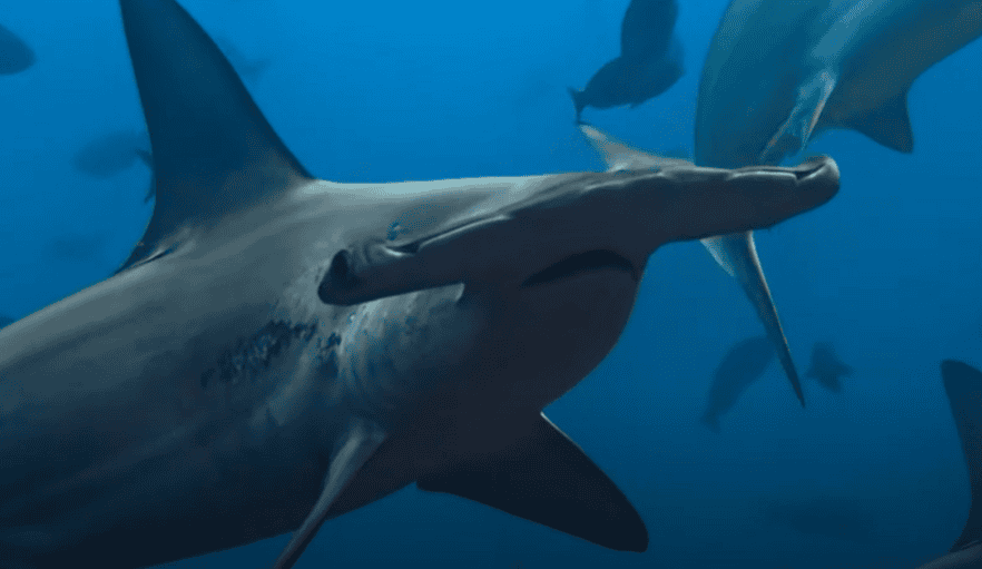 Requins marteaux