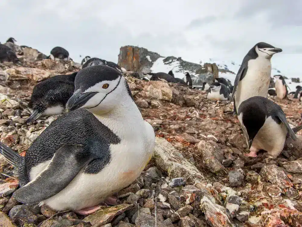les pingouins font la sieste 10 000 fois par jour