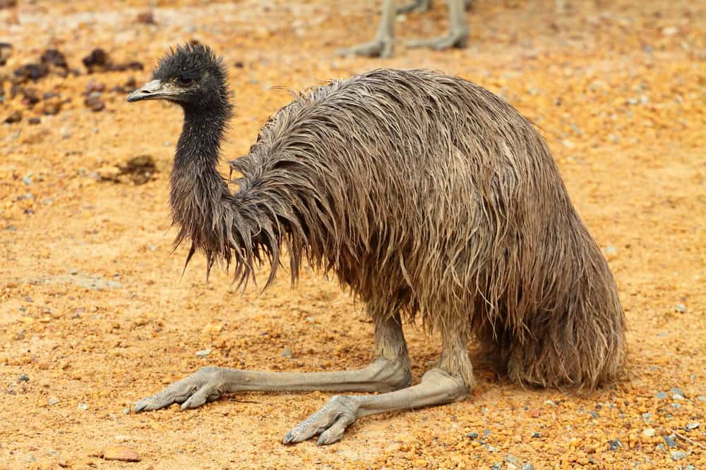 Portrait d'un émeu en Australie
