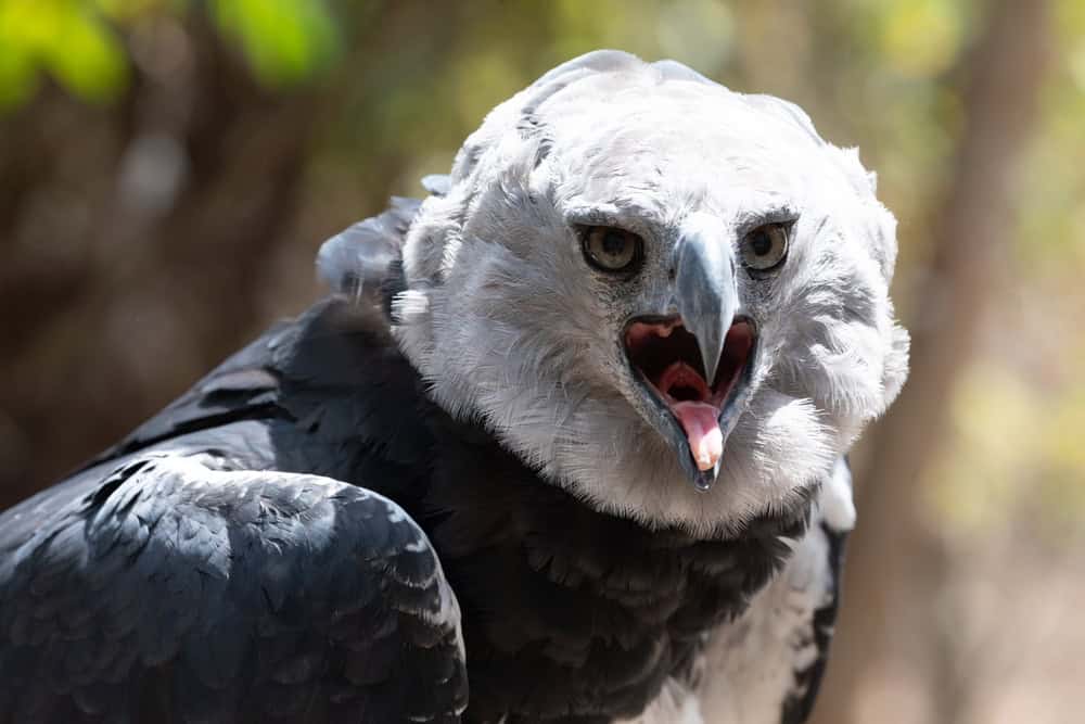Harpie aigle en Colombie Amérique du Sud