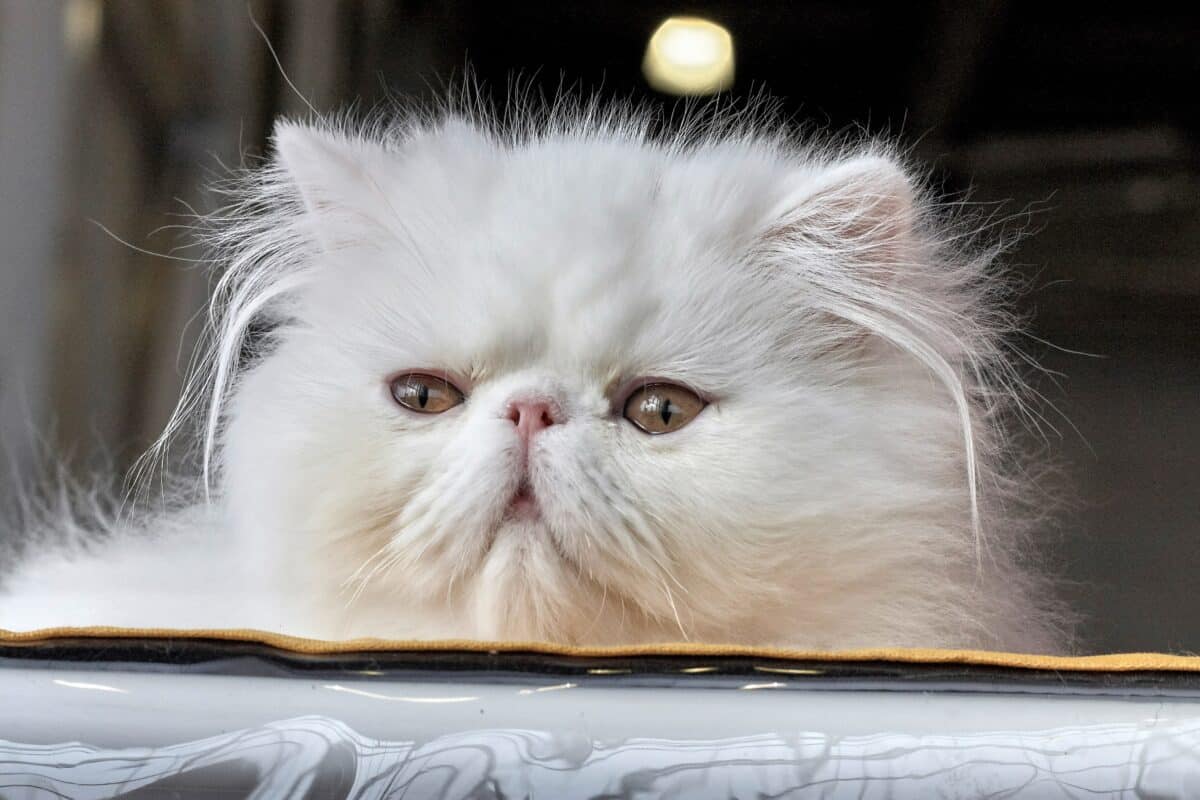 chat persan
