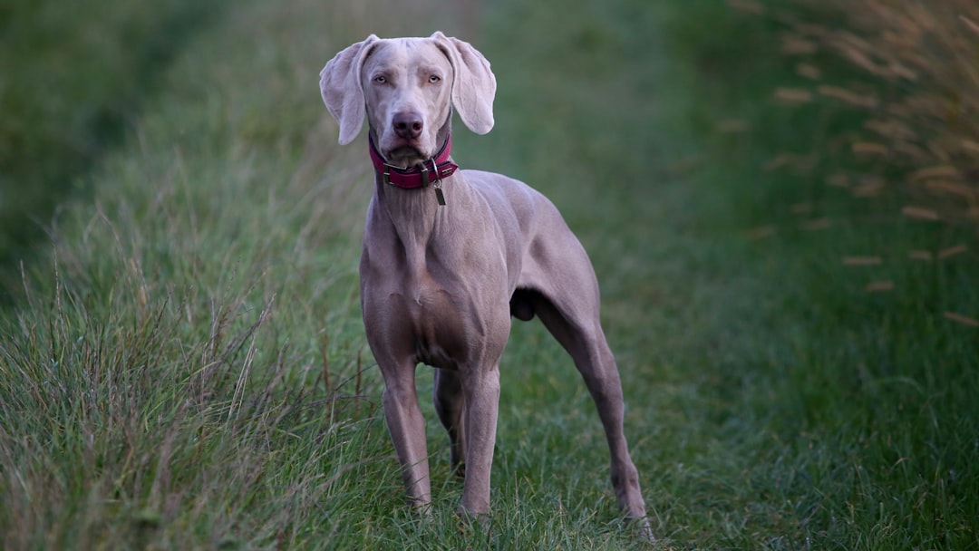 Dogue Allemand (crédits image : unsplash)