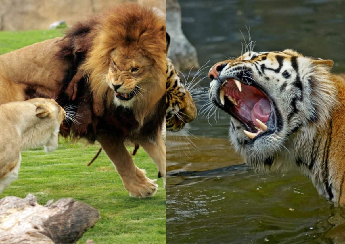 Lion et tigre.