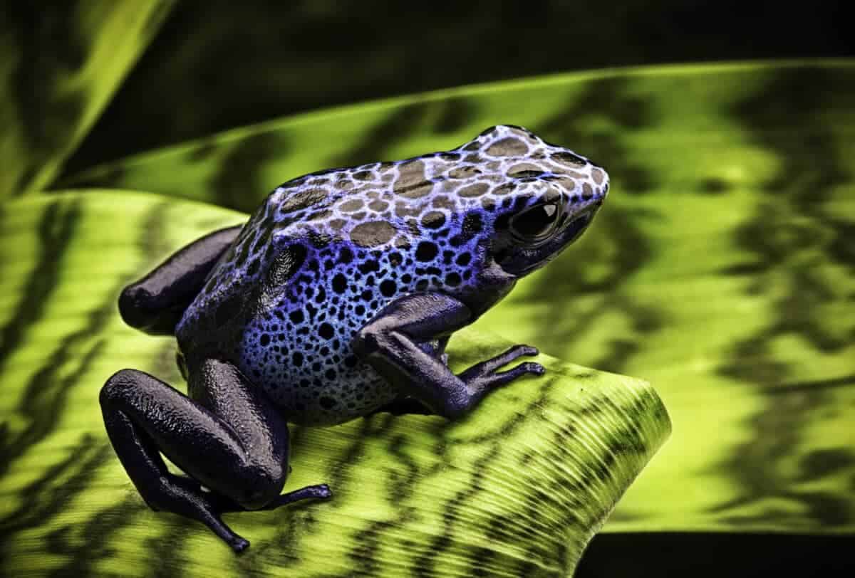 grenouille empoisonnée bleue