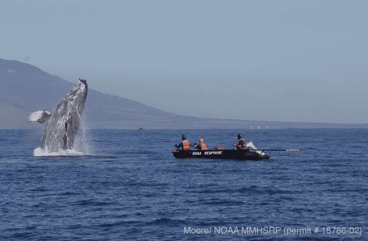 comportement des baleines