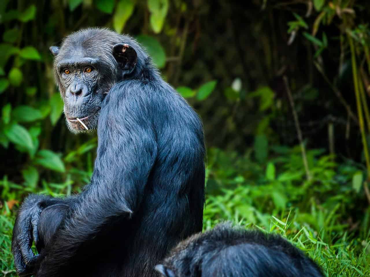 5. Les chimpanzés et leur planification stratégique