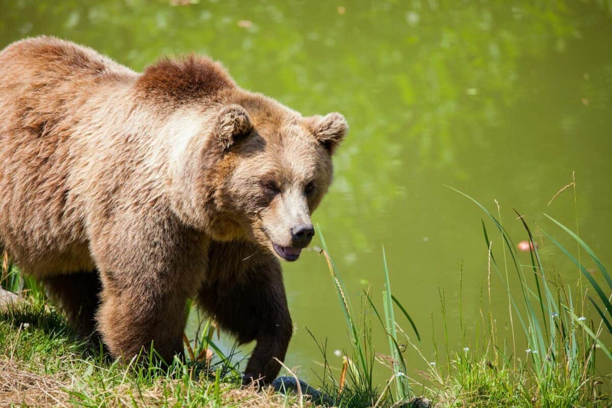 Un majestueux grizzli debout près d'un étang dans son habitat naturel, plein de vie.