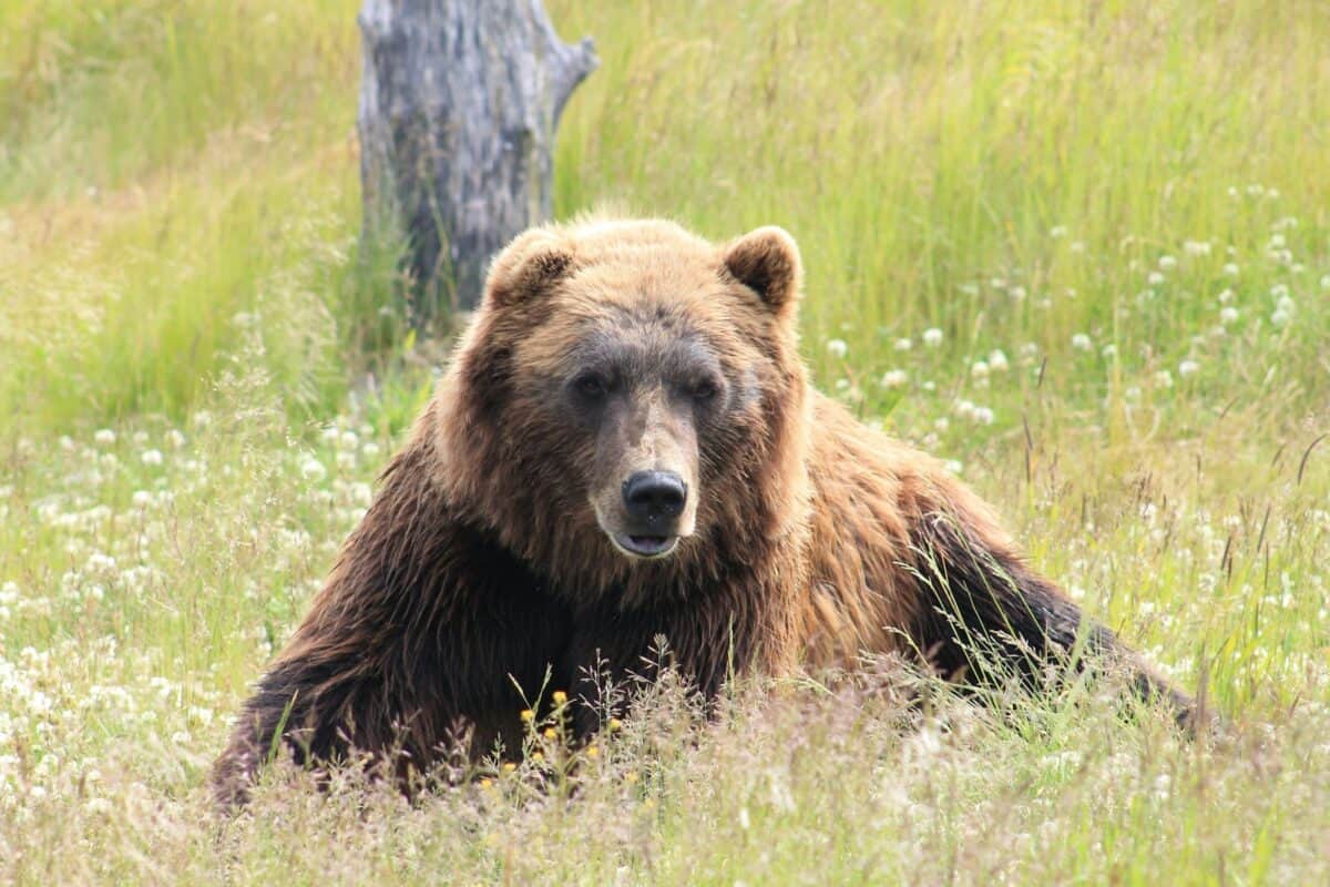 ours brun allongé sur un terrain en herbe pendant la journée