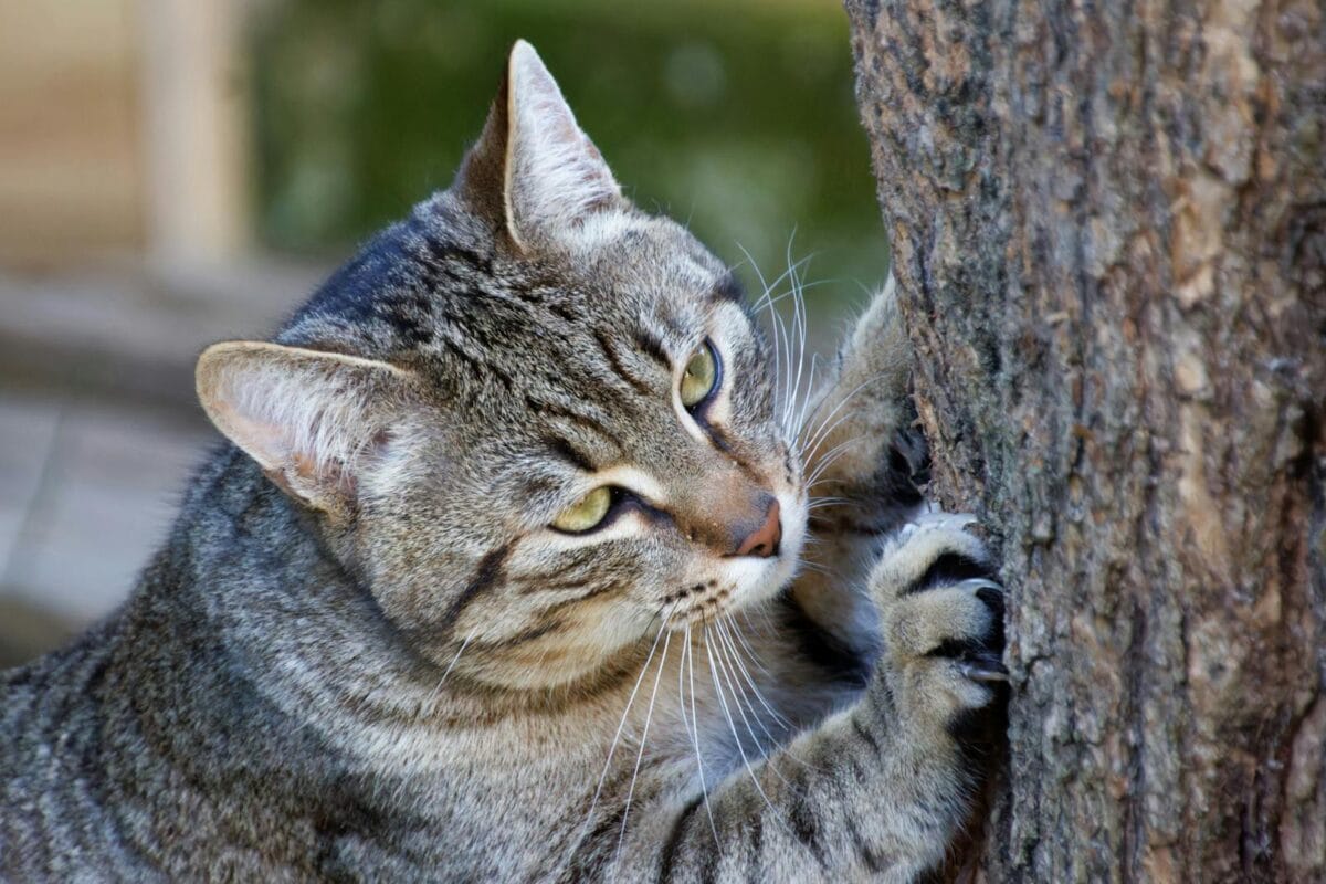 Un chat tigré concentré avec des griffes acérées grattant un arbre dans un cadre naturel.