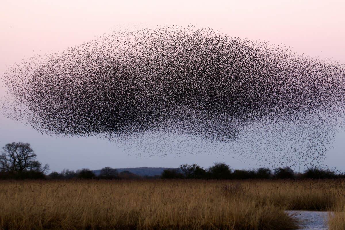 une grande volée d'oiseaux survolant un champ