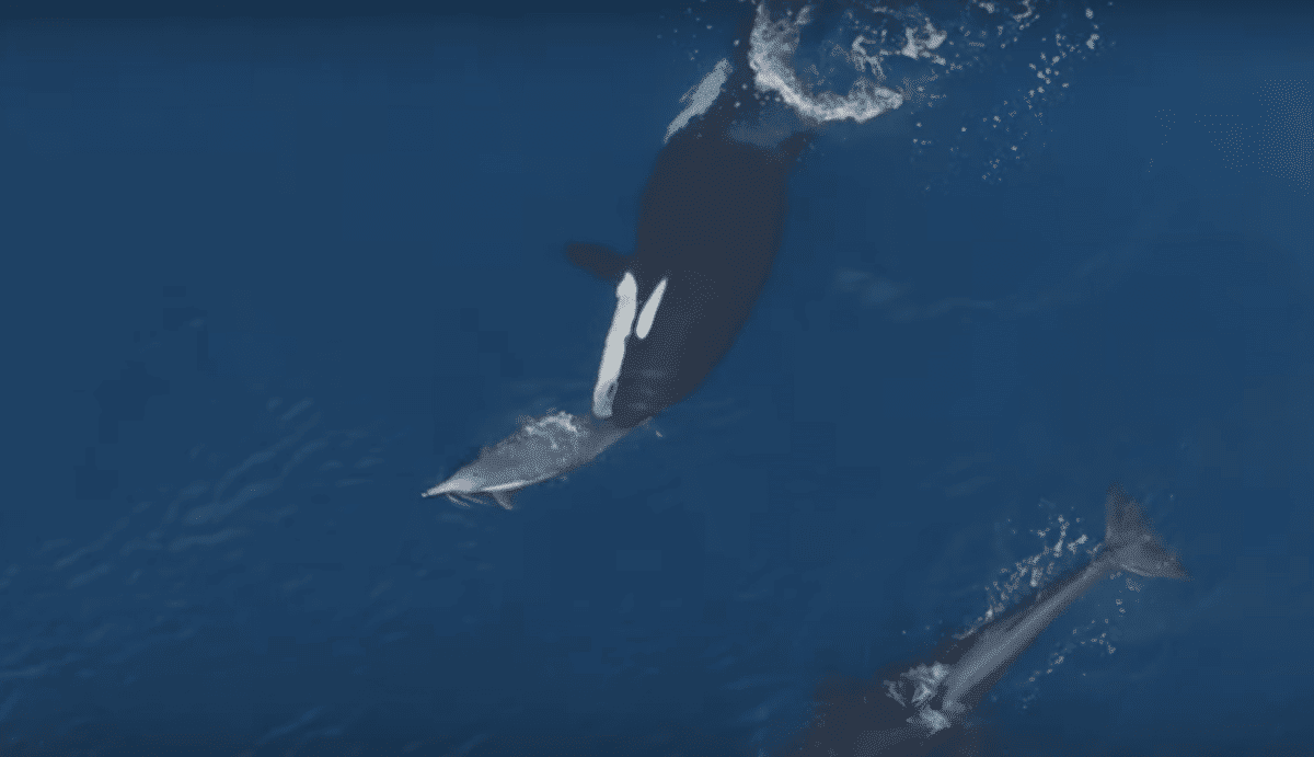 Regarder : Une orque apprend à un bébé baleine à chasser le dauphin
