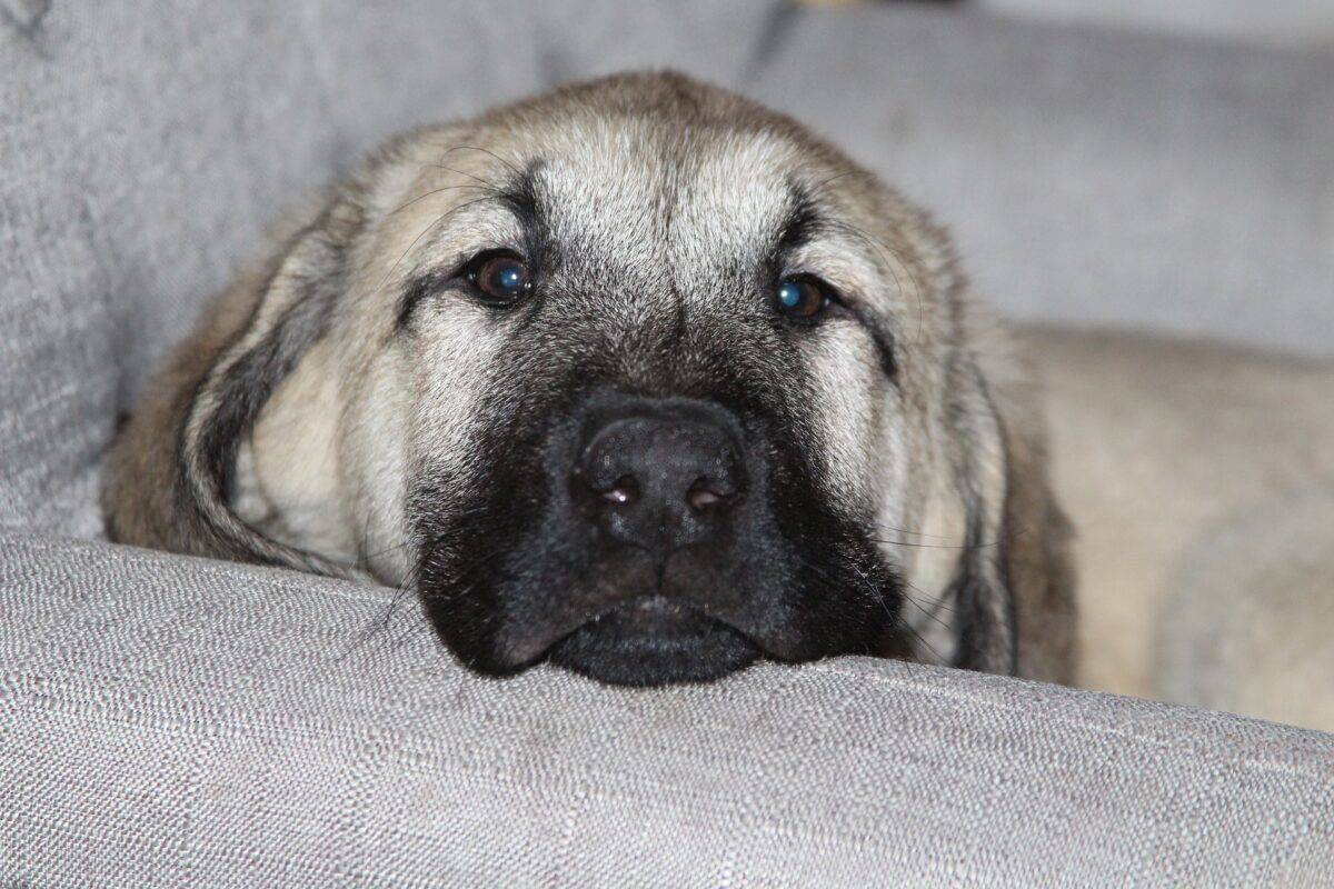 chien de berger antanolien