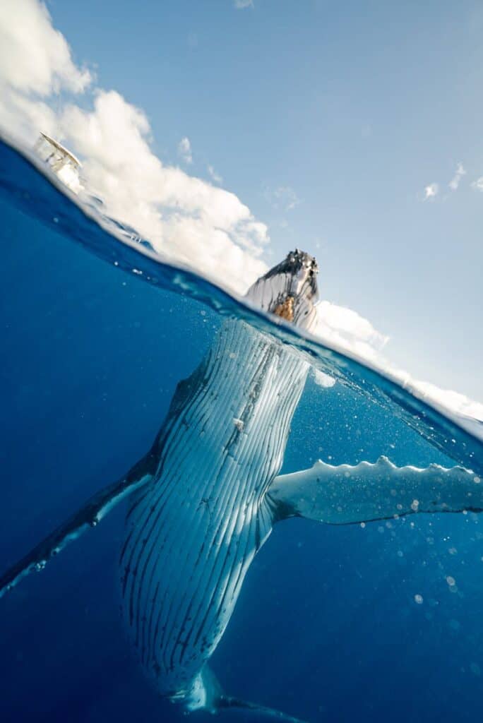 Une superbe photo superposée d'une baleine à bosse franchissant les eaux de l'océan des Tonga.