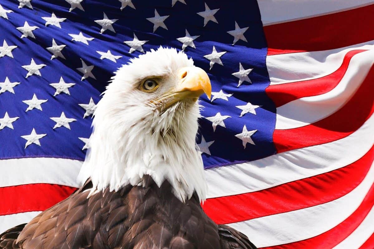 aigle, amérique, drapeau, oiseau, symbole, américain, chauve, nature, patriotique, indépendance, rayures, liberté, patriotisme, fier, é, animal, etats unis, états unis, pygargue à tête blanche, aigle, aigle, aigle, drapeau, américain, patriotique, patriotique, patriotique, patriotique, patriotique, pygargue à tête blanche, pygargue à tête blanche, pygargue à tête blanche