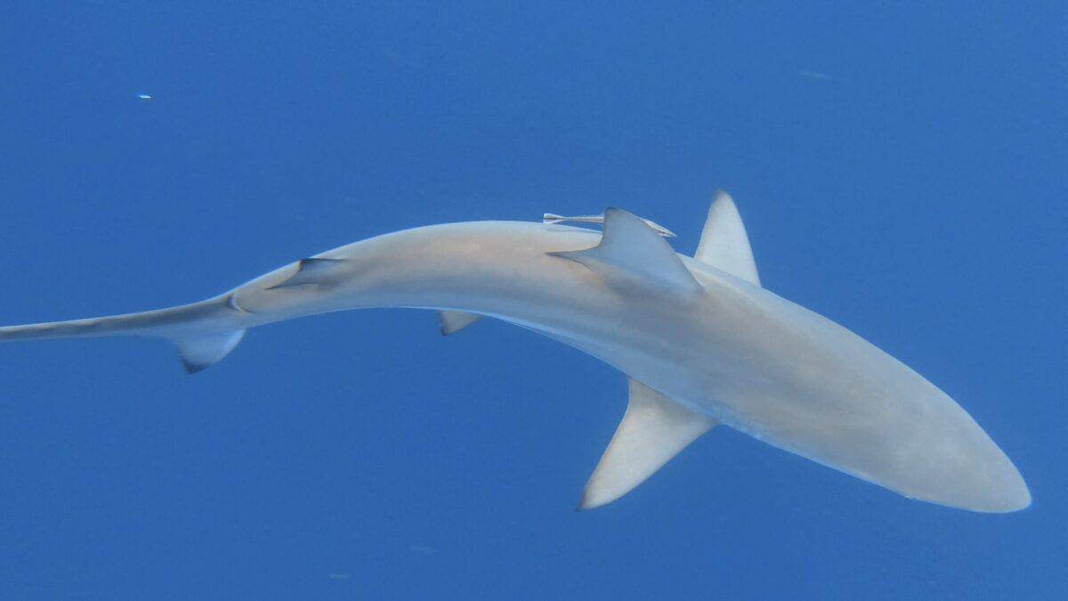 Requin sombre