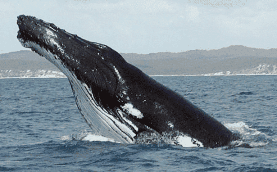 comportement des baleines