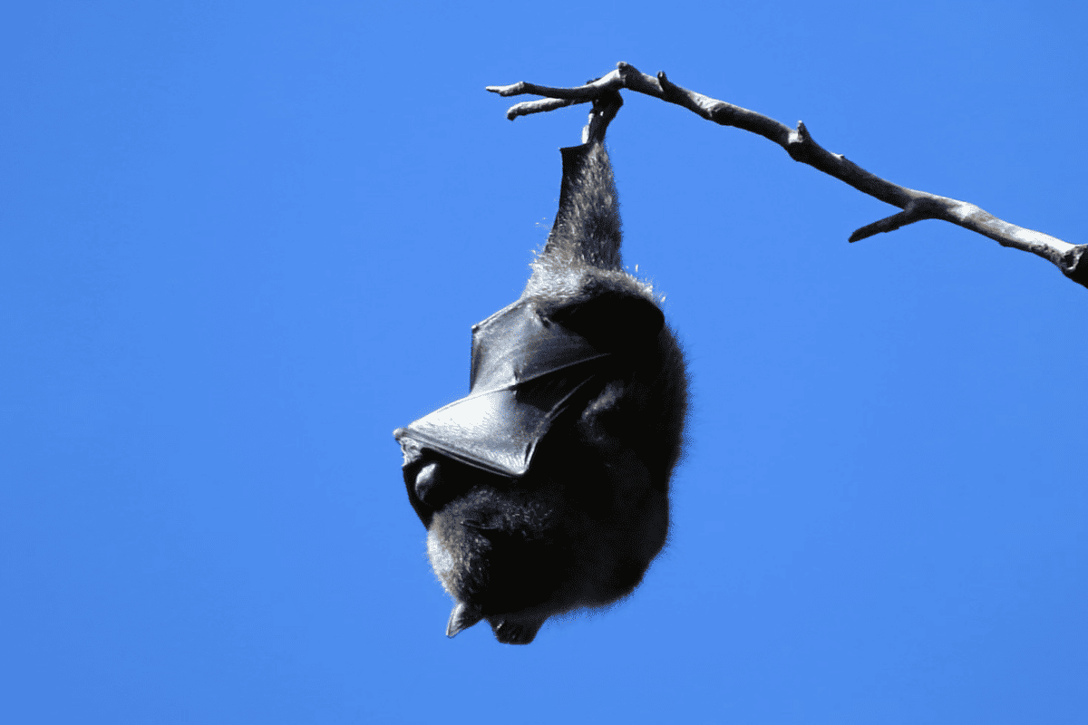 Chauve-souris cendrée hawaïenne