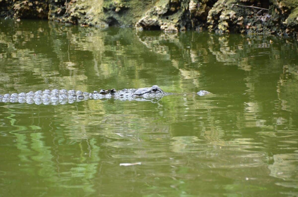 L'alligator américain se refroidit