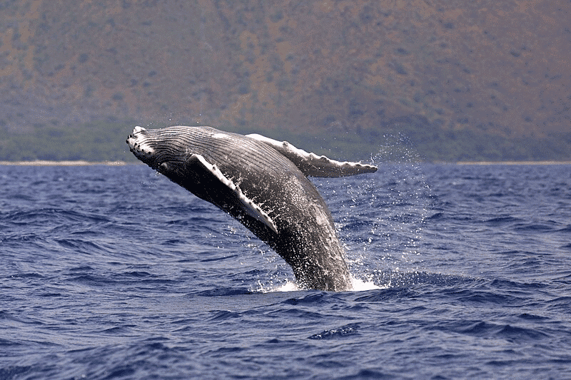 brèche de baleine