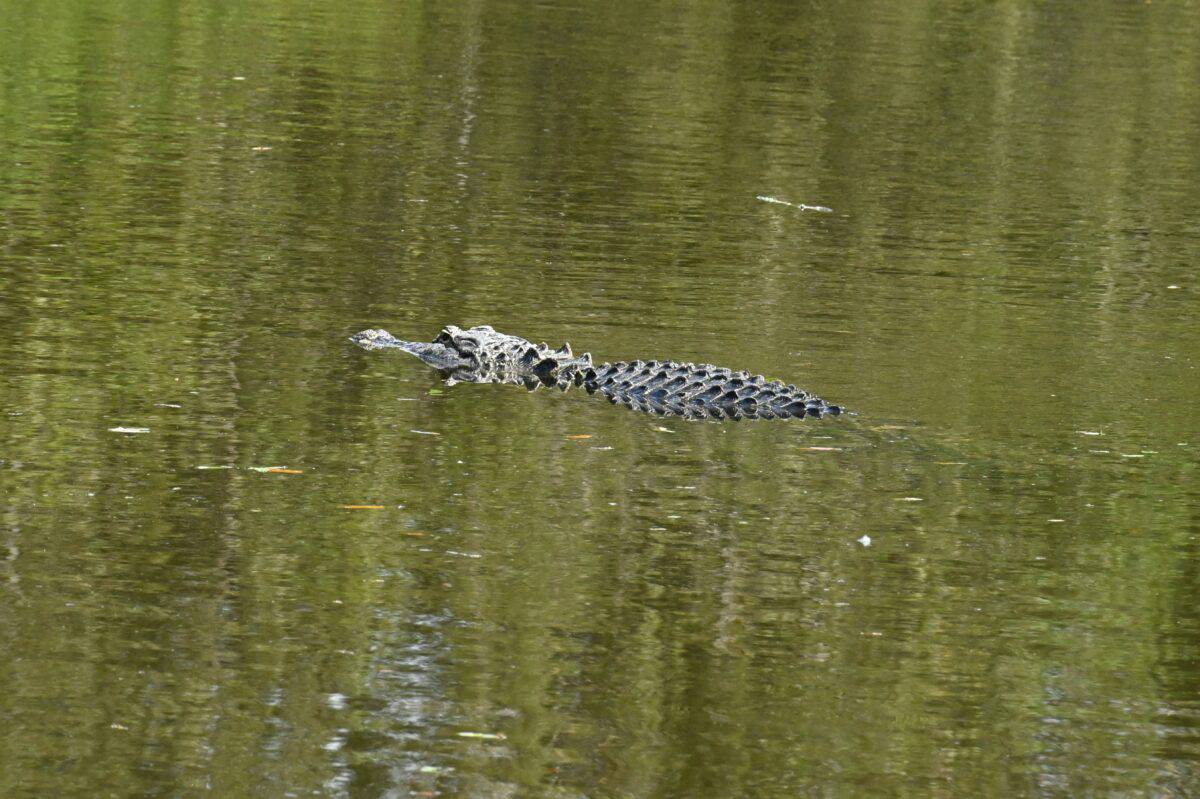 Un alligator grandeur nature nageant dans le marais.