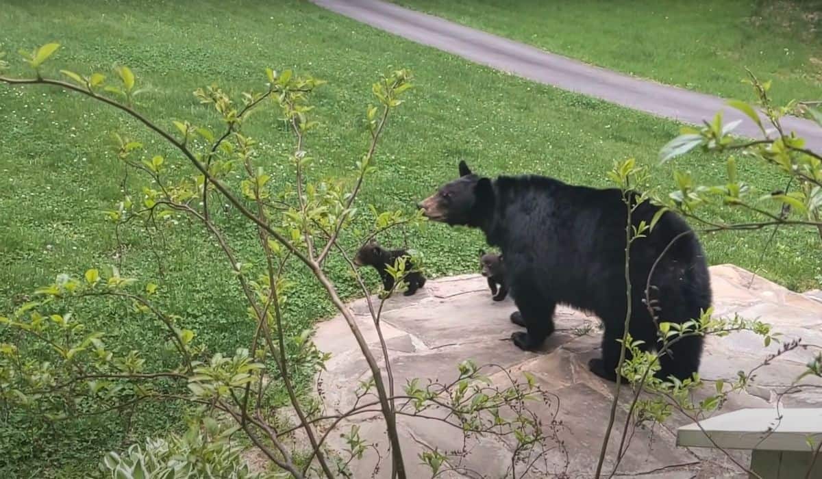 un ours rend visite à un homme sur le porche