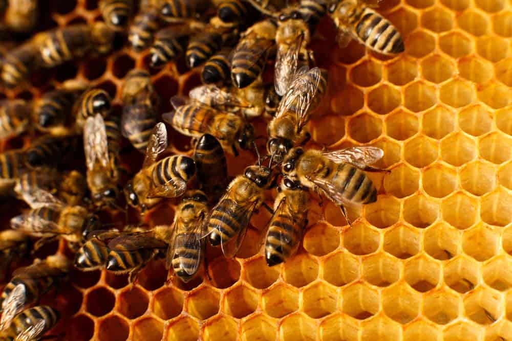 Gros plan en nid d'abeille dans une ruche en bois avec des abeilles dessus