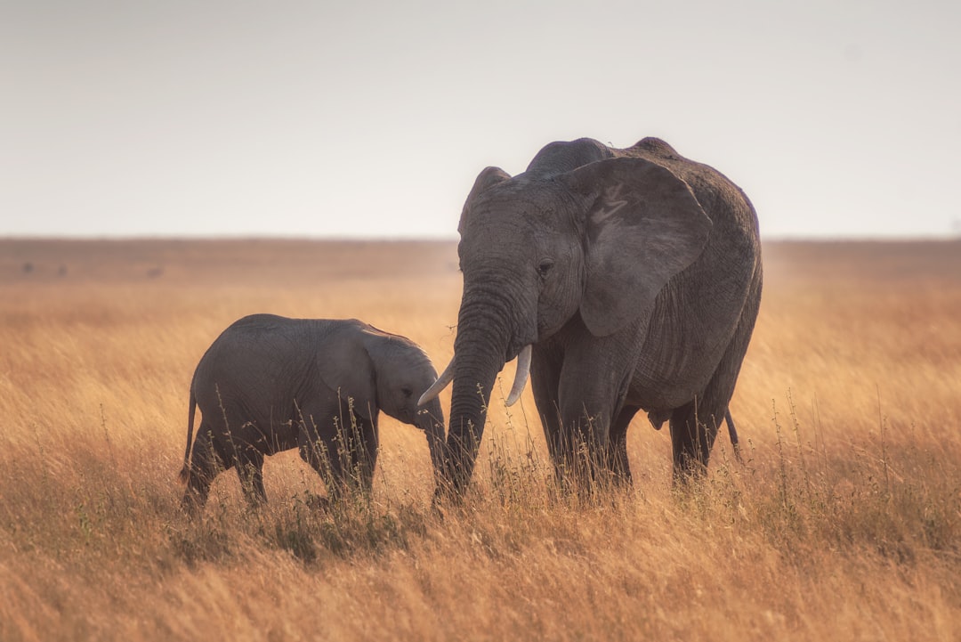 Éléphants : les gentils géants dotés d'un sixième sens (crédits image : unsplash)