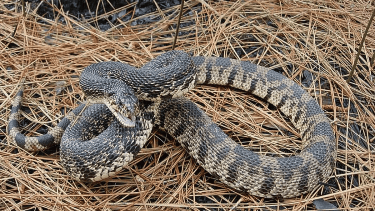 Serpent du pin de Louisiane