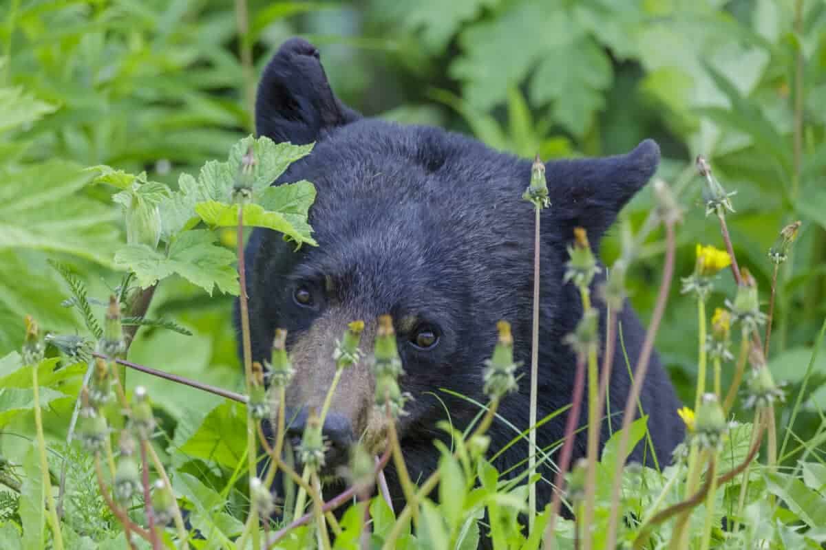 Ours noir