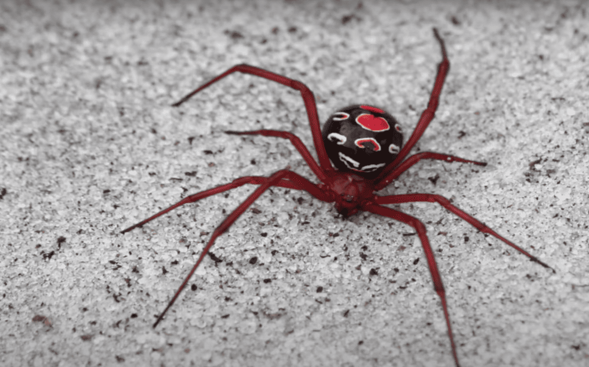 Veuve rouge (Latrodectus Bishopi)