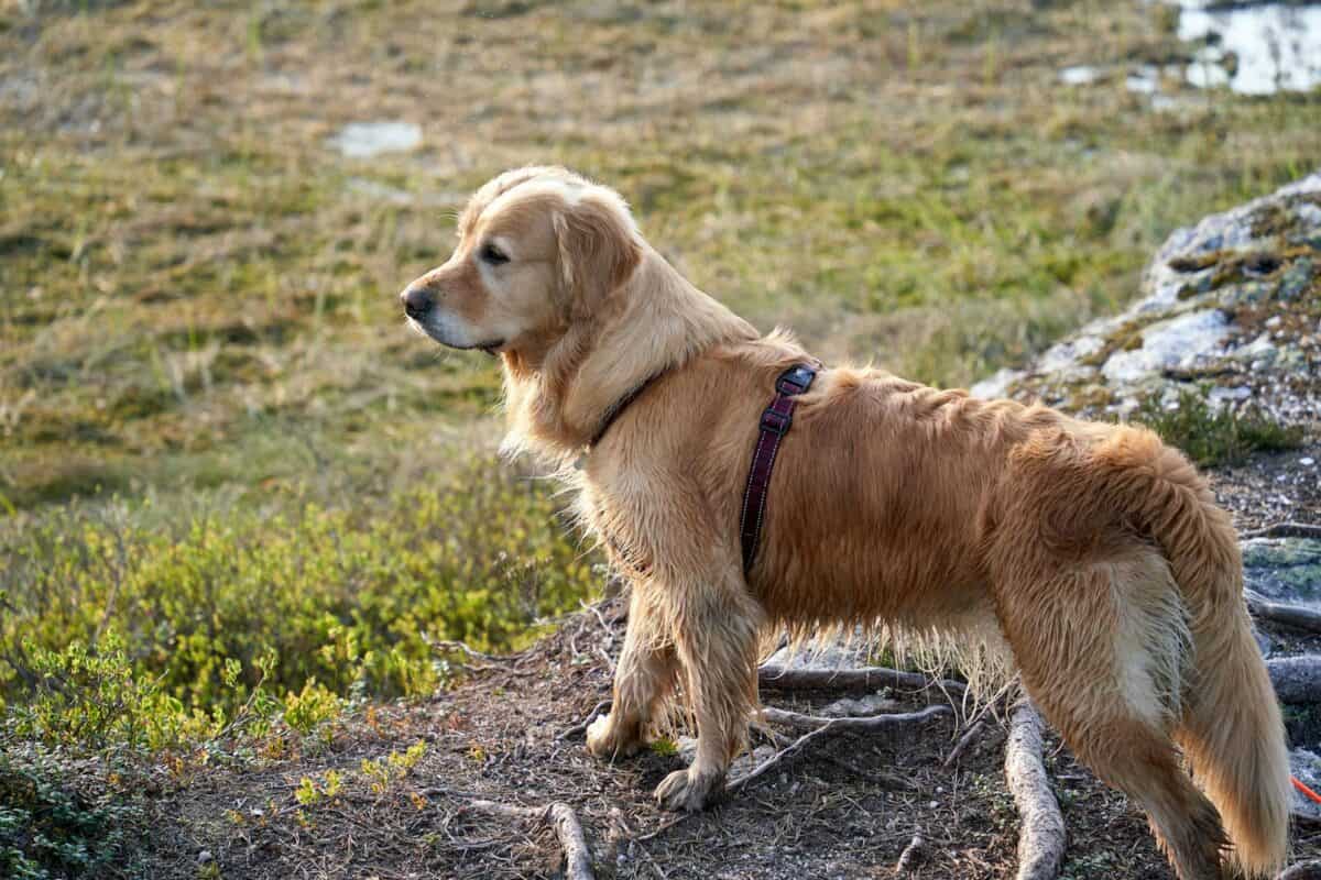 Golden Retriever est en alerte sur un sentier à Krøderen, en Norvège, mettant en valeur la beauté naturelle.