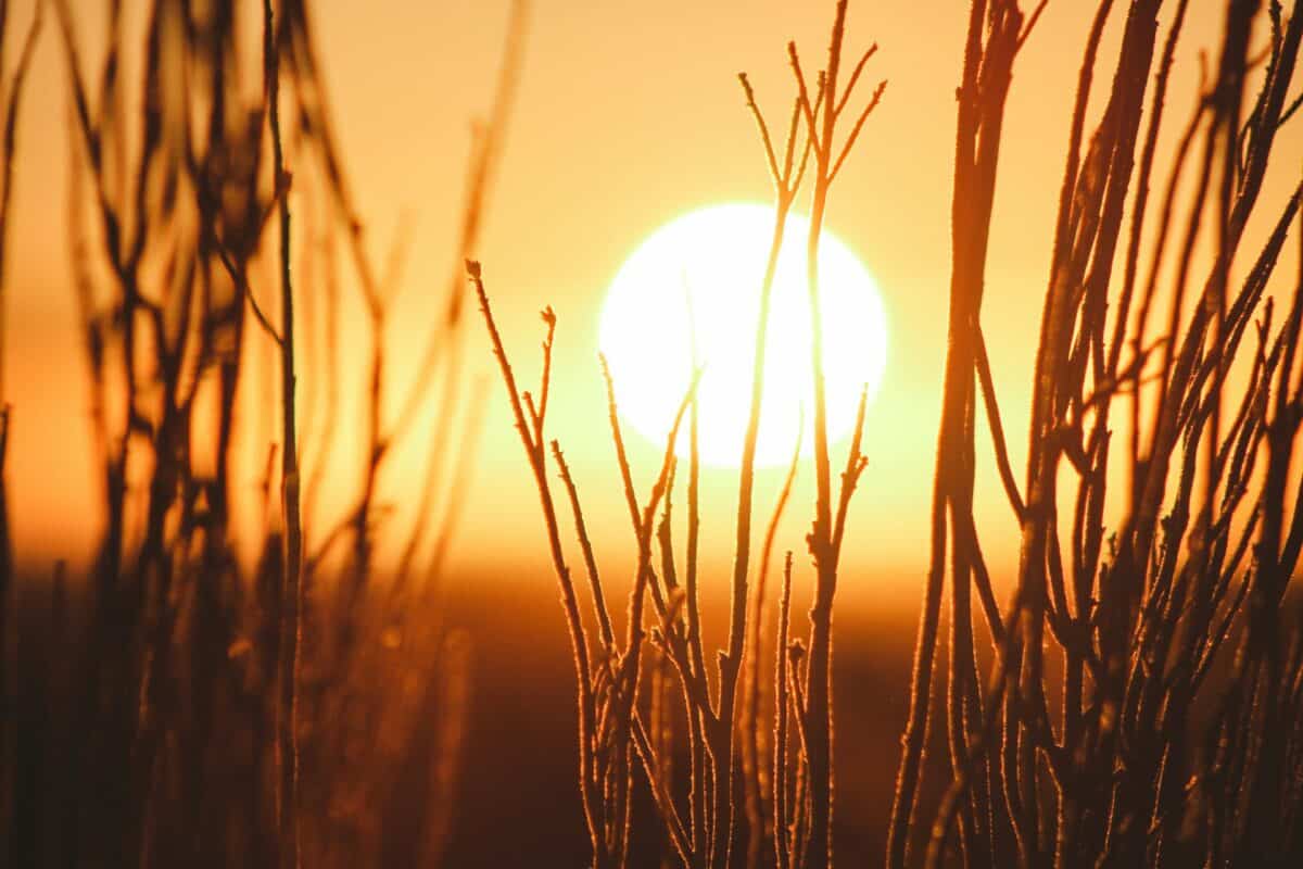 l'été le plus chaud jamais enregistré
