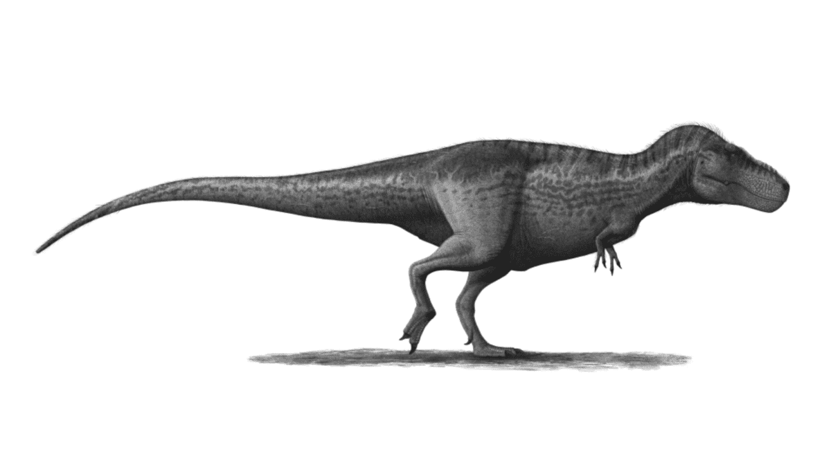 Une restauration vivante du dinosaure théropode Tyrannosaurus rex.