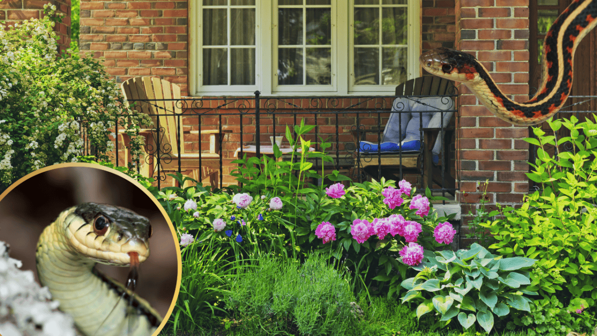 Jardin avec gros plans de couleuvre rayée