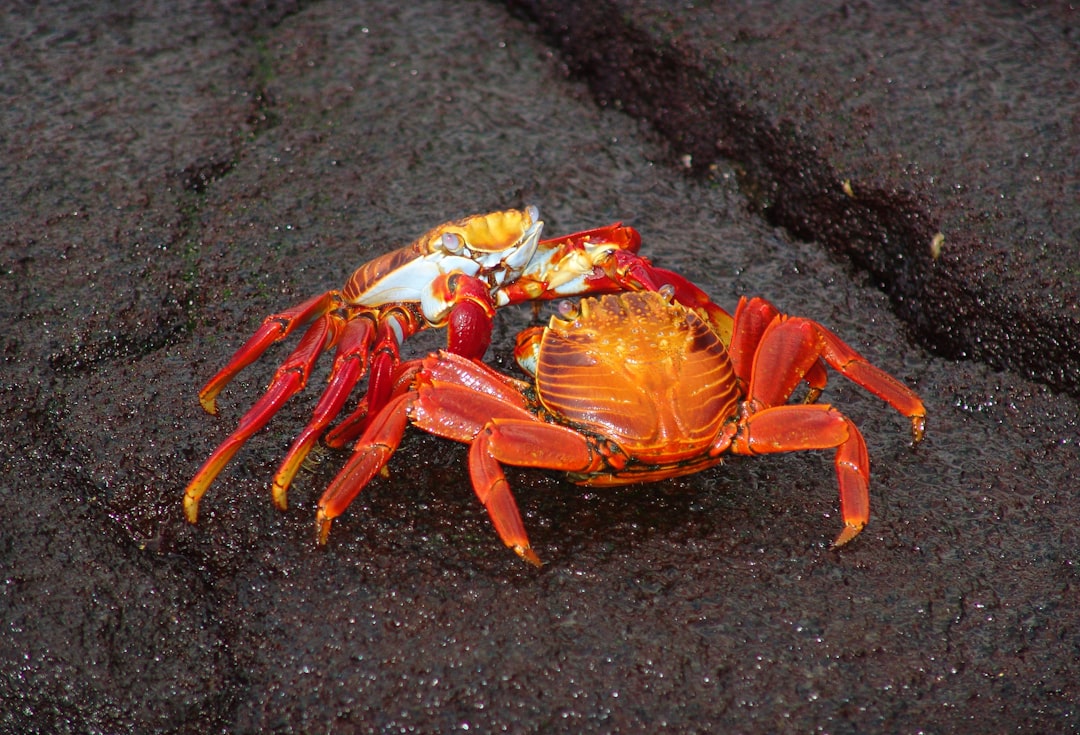 12. Homard américain (crédits image : unsplash)