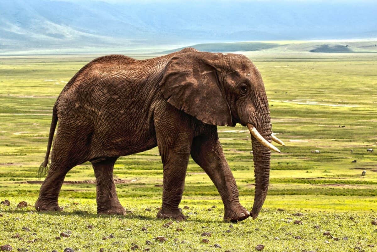 L'empathie des éléphants