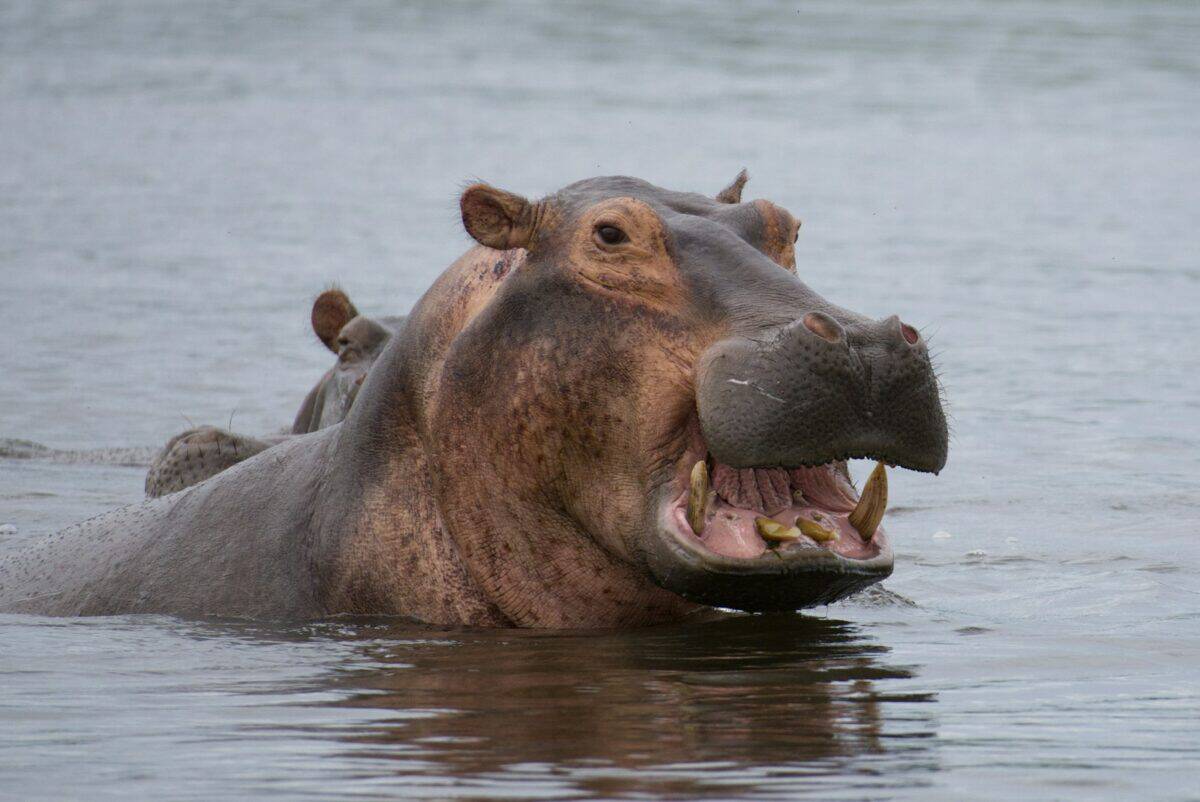 un hippopotame dans l'eau avec la bouche ouverte
