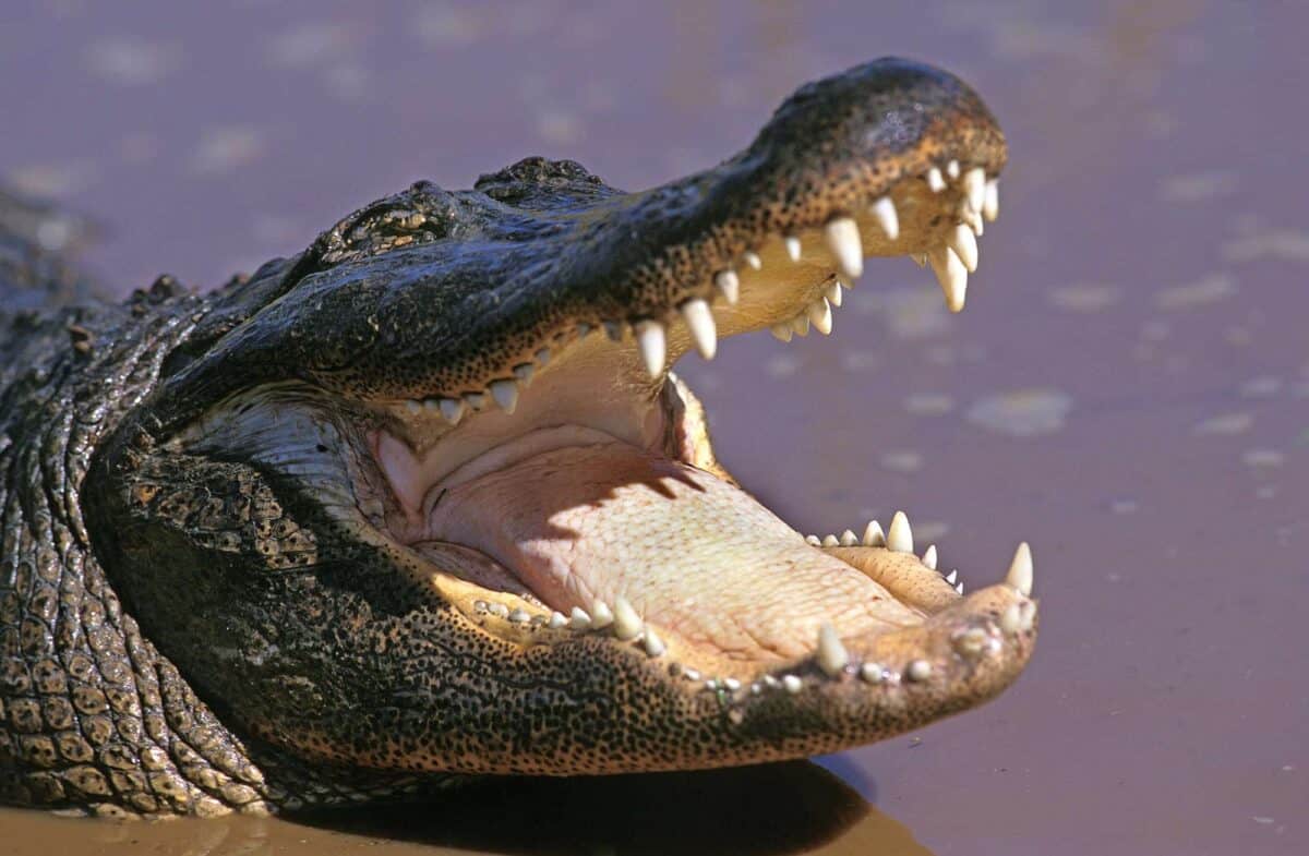 Alligator