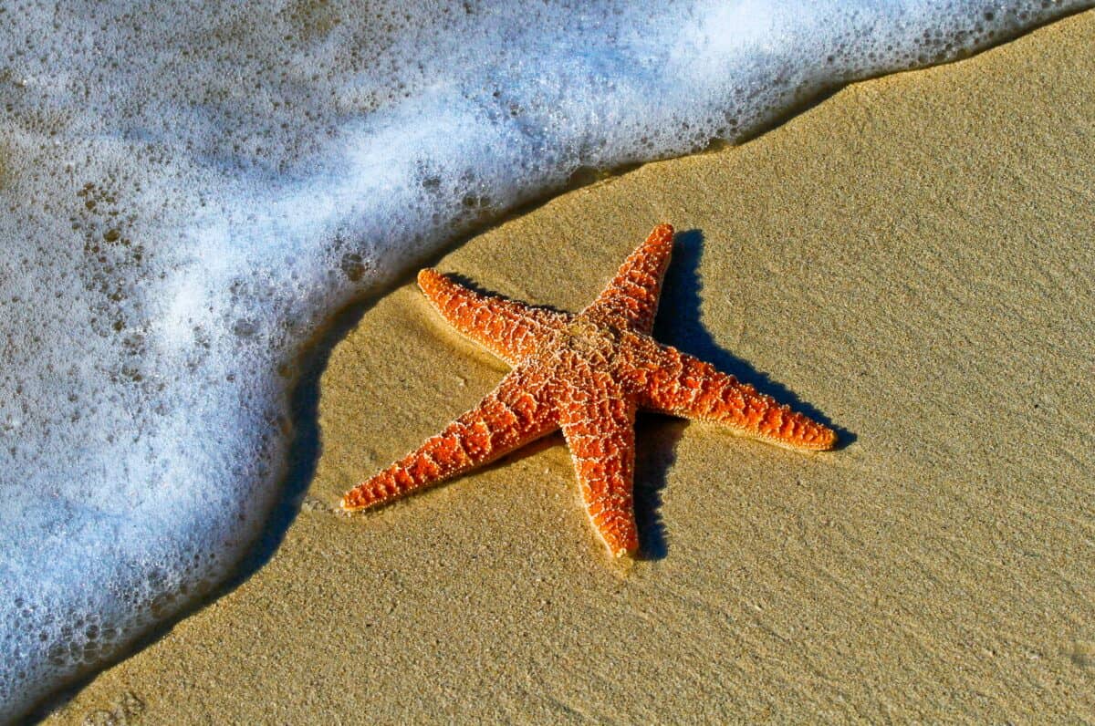 Étoile de mer.