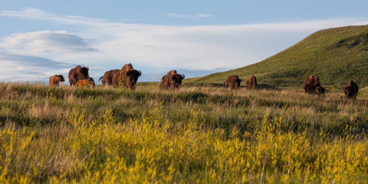 Bisons au parc d'État de Custer