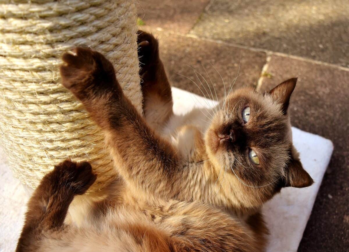 Chat British Shorthair se grattant sur un poteau à gratter.