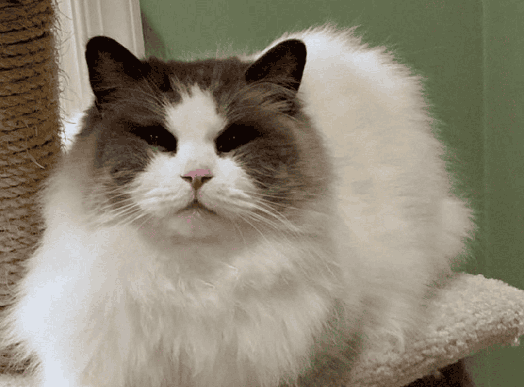Ragdoll retrouve l'amour après avoir été laissé pour compte par sa famille