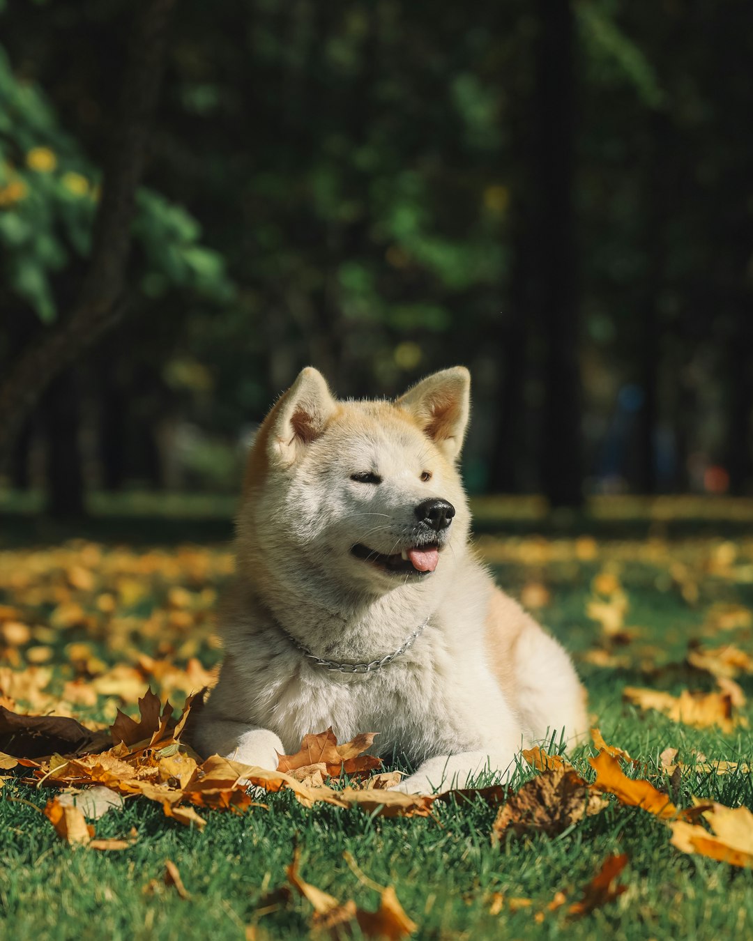 15. Akita (crédits image : unsplash)