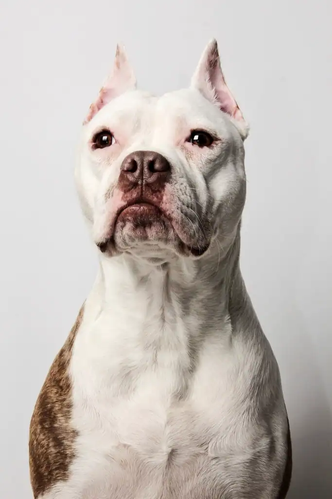 8. American Pit Bull Terrier (crédits image : rawpixel)