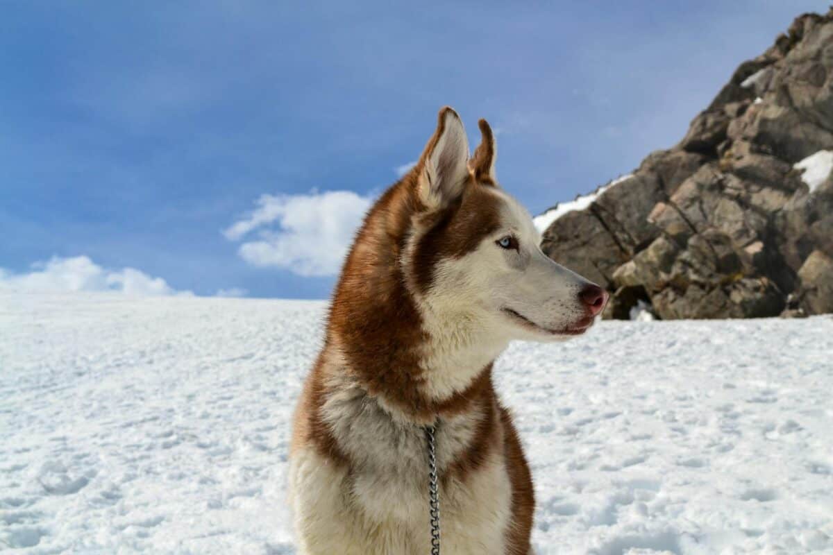 Un Husky sibérien se dresse dans un paysage enneigé, mettant en valeur son épais manteau de fourrure sur un ciel hivernal lumineux.