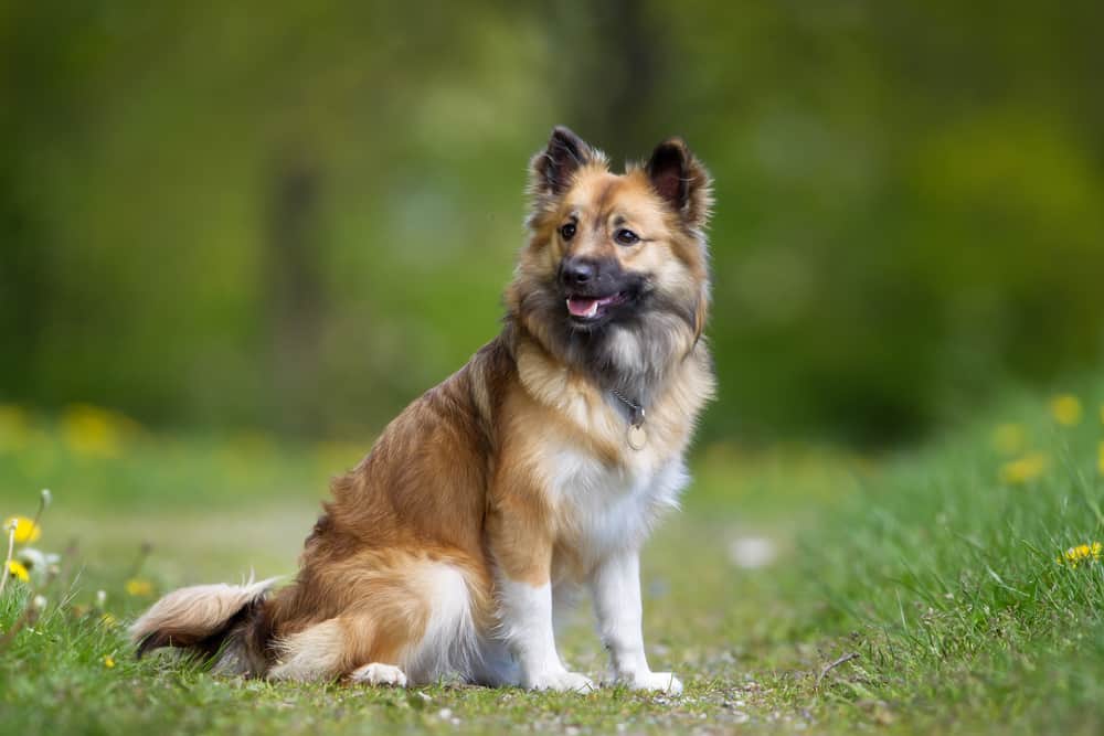 chien de berger islandais