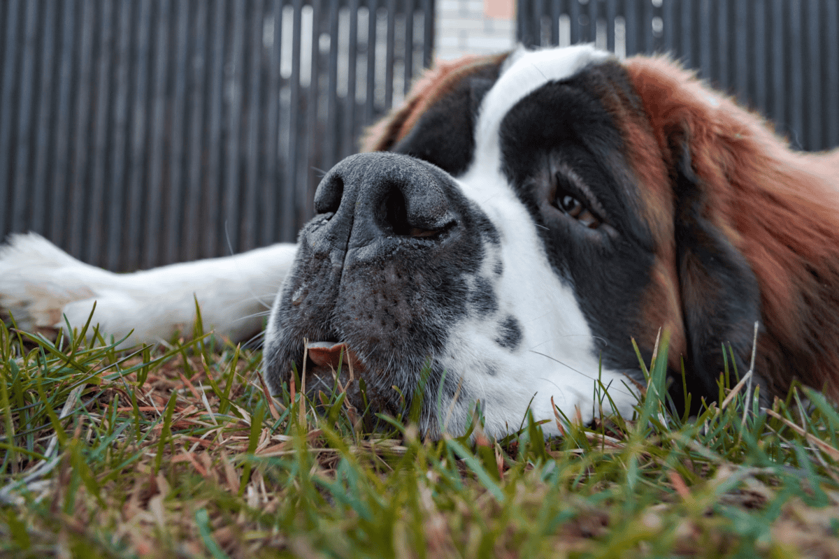 St. bernard